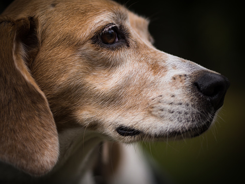 A beagle dog's profile fills the frame, the side of its head depicted in sharp detail against a softly blurred background. This close-up captures the distinctive features of the beagle against an artfully blurred setting.