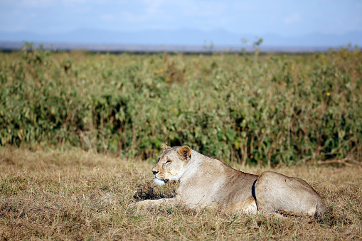 Female lion relaxing in Masai Mara wilderness. Copy space.