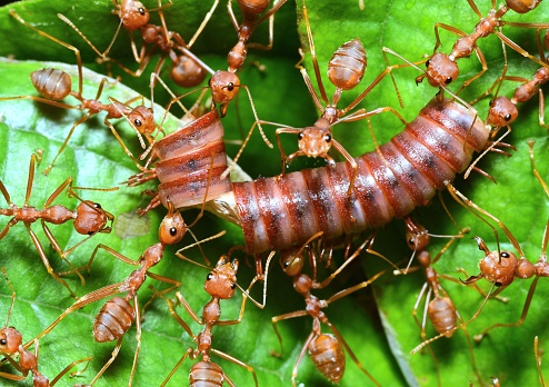 Ants carrying millipede to nest - animal behavior.