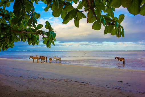 horses on the beach with tree leaves in the foreground