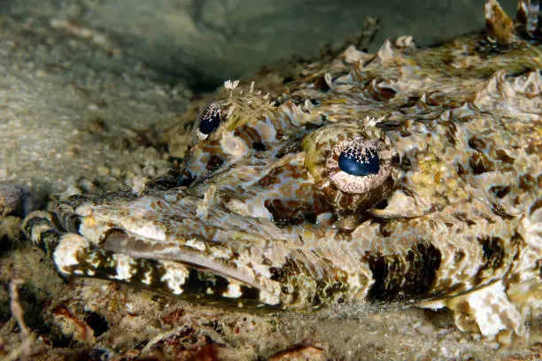 Close-up of a Crocodilefish (Cymbacephalus beauforti). Mommon, West Papua, Indonesia