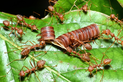 Ant's biting and pulling millipede part - animal behavior.