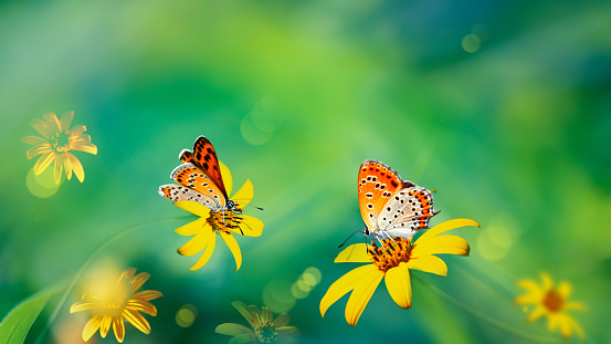 Orange butterflies on yellow flowers in a garden. Summer wonderland.