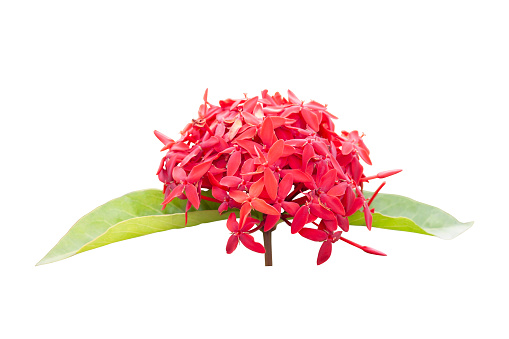 Red Ixora flower bloom isolated on white background included clipping path.