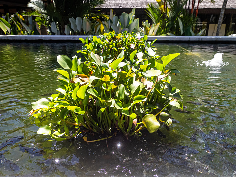 Common water hyacinth green plant in the pond.