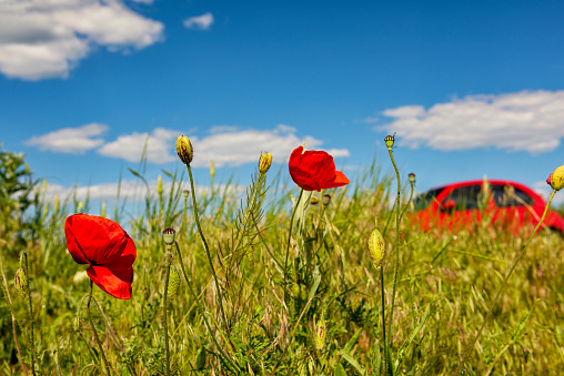 Spring view. Blooming poppies and a red car among a field of grass.