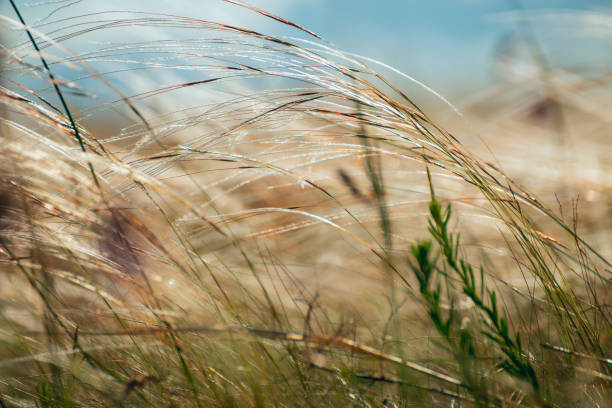 istock Feather grass in the wind on a sunny day. Close-up. 1800442598