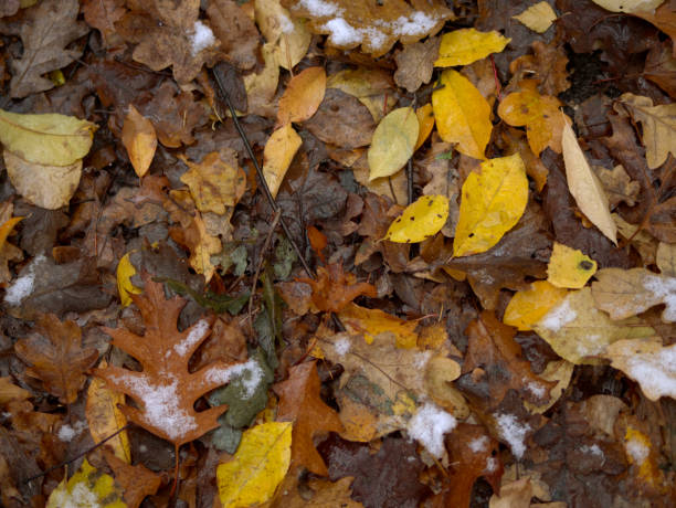 istock Colorful leaves lying on the ground covered with snow 1800443734