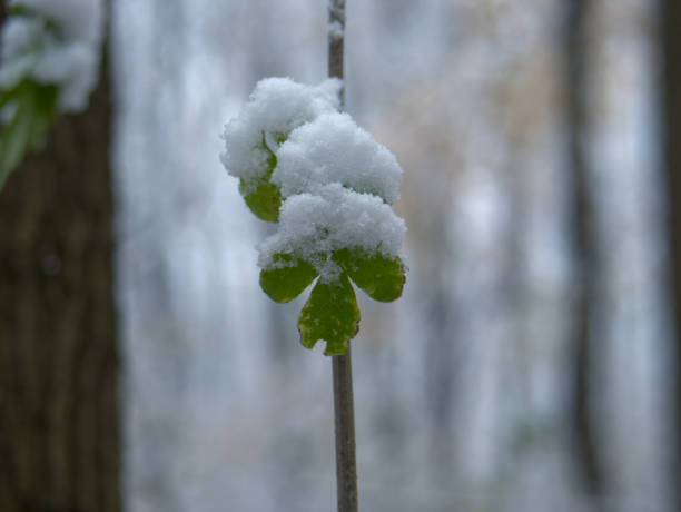 istock Branches and leaves covered with snow in the winter forest 1800443737