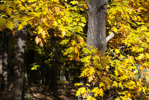 oak tree with yellow leaves in forest selective focus