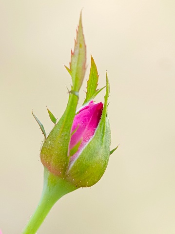 Selective focus of a pink rose flower bud in the garden
