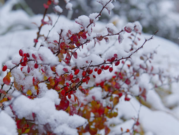istock A branch with red berries covered with snow 1800443980