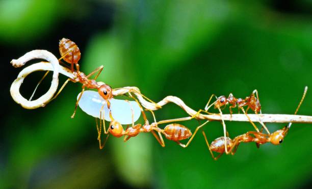istock Ant carrying Egg on branch - animal behavior. 1800444094