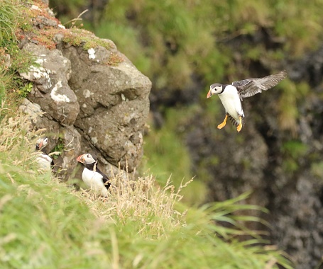 One Puffin flying in to land near to two other Puffins on Staffa Island
