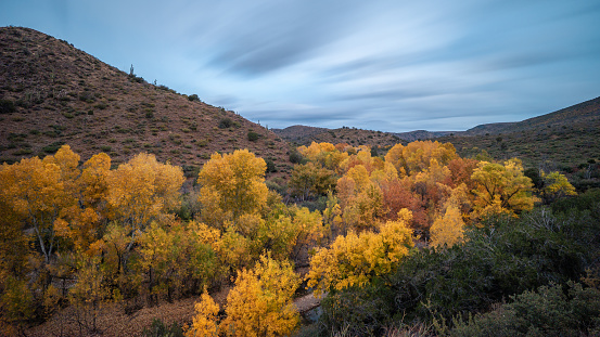 Deciduous trees fade green to orange along Cave Creek in Tonto National Forest
