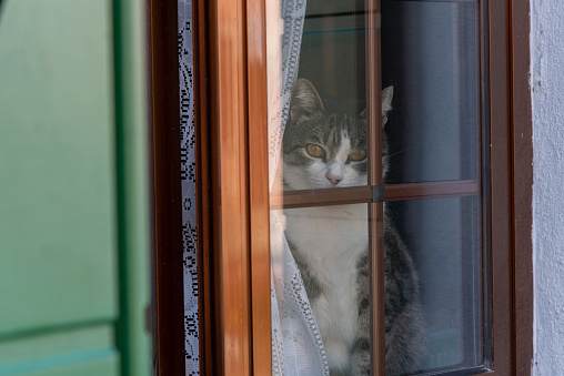 Cat looking out a door in islan burano, italy