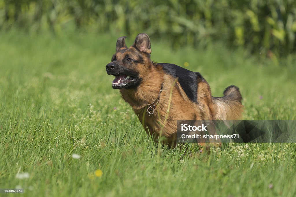 Schäferhund Bix - Foto stock royalty-free di Cacciare