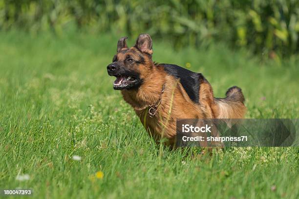 Schäferhund Bix - Fotografie stock e altre immagini di Cacciare - Cacciare, Pastore Tedesco, Ambientazione esterna