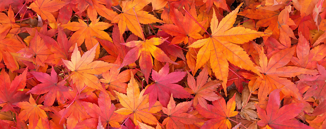 Colorful background of autumn maple tree leaves background. Background of colored wet autumnal maple leaves in a morning