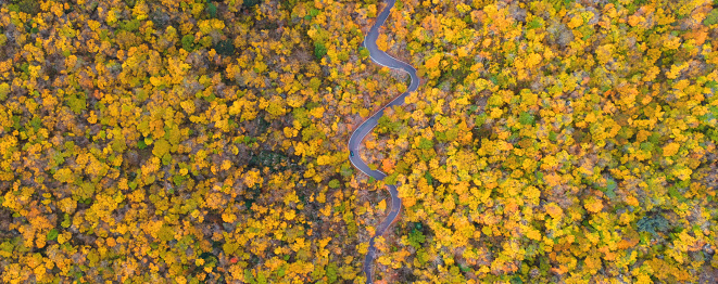 Aerial view of mountain road in beautiful forest at sunset in autumn. Top view from drone of winding road in woods. Aerial view of road in beautiful autumn forest at sunset