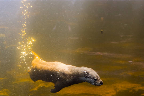 istock European otter is swimming in a pool 1800475773