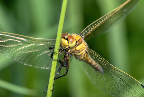 A brown and rather plain hawker, with largely clear wings and conspicuous green eyes. The yellow triangle on S2 is diagnostic, as are the colour and shape of the hind wing base. Males patrol marshy ditches, reedy lakesides and other lush, calm waters.\nField characters: Tot 62-66mm, Ab 47-54mm, Hw 39-45mm.\nHabitat: Ditches, marshes, ponds and lakes with rich vegetation. Favours swamps of Water-soldier (Stratiotes aloides) in most of its northern range.\nFlight Season: May to August in most of its range, most abundant in June; earlier than most Aeshnia.\nDistribution: Widespread but very local in much of its range, especially in south-west, often numerous where present. \n\nThis is not a very common Species in the described Habitats in the Netherlands.