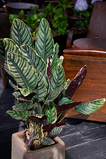 Shiny Goeppertia ornata or pin strived houseplant pot