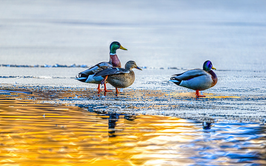 one female and two male mallard ducks on the ice of a frozen lake warming up their plumage in the golden evening sun. romantic scene with birds in winter.