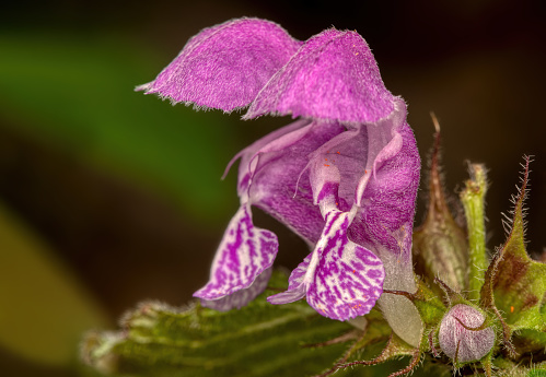 close up view of a purple blossom of dead nettle. perfect macrophotography.\nLamium maculatum also known as spotted dead-nettle, spotted henbit and purple dragon is a species of flowering plant in the family Lamiaceae.