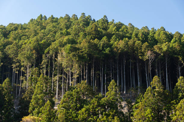 foresta di cedri nei monti kii - kii foto e immagini stock