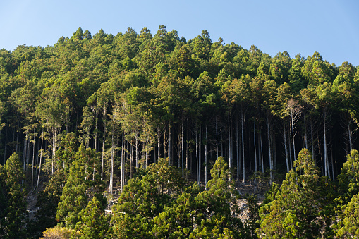 Cedar forest in the Kii Mountains