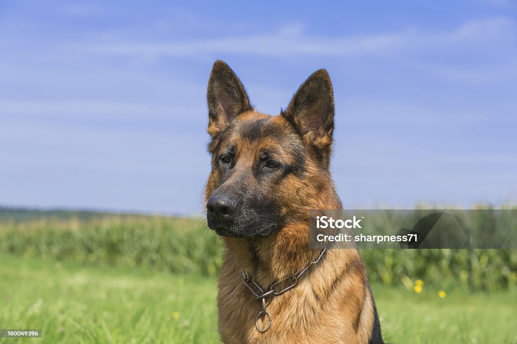 Schäferhund Bix - Royalty-free Animal de Estimação Foto de stock