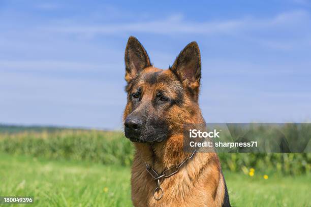 Schäferhund Bix - Fotografias de stock e mais imagens de Animal de Estimação - Animal de Estimação, Ao Ar Livre, Cultura Alemã