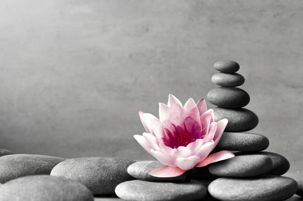 istock Stack of grey massage stones on grey background and lotus flower. Spa concept. 1800498096