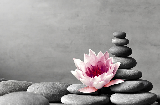 Stack of grey massage stones on grey background and beauty lotus flower. Spa concept.