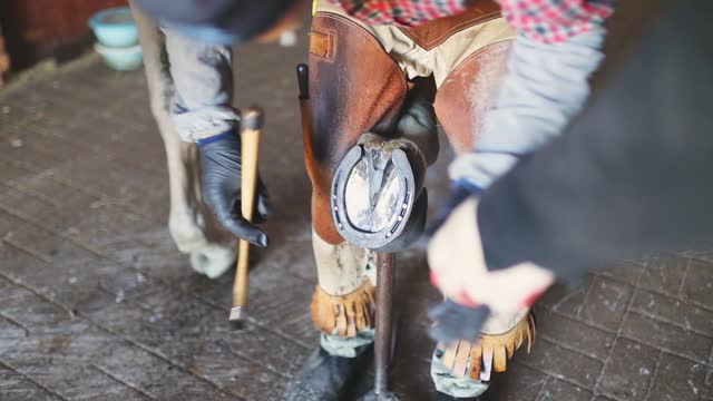 hands blacksmith in black gloves shoeing horse's hoof