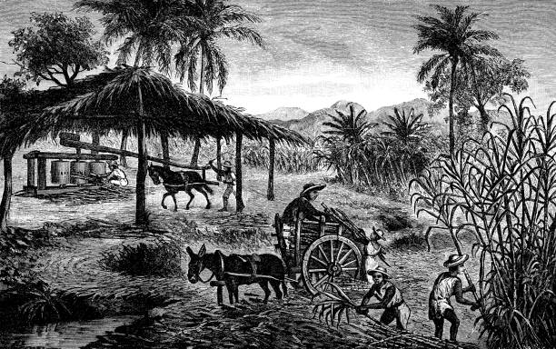 illustrations, cliparts, dessins animés et icônes de temps de récolte, ouvriers dans une plantation de canne à sucre à cuba - cut sugar cane
