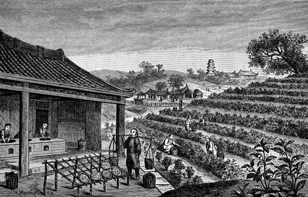 China tea harvest: women pluck the tender leaves then spread them in thin layers to dry
