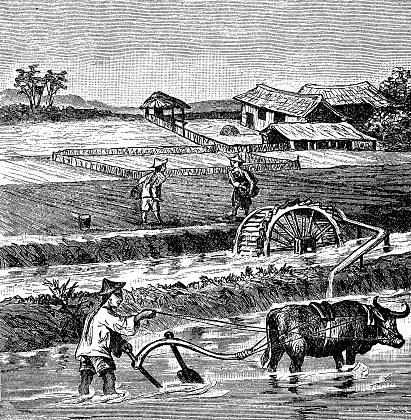 Rice field preparation in China, plowing the wet irrigated soil and maintaining standing water level until it is soft enough.