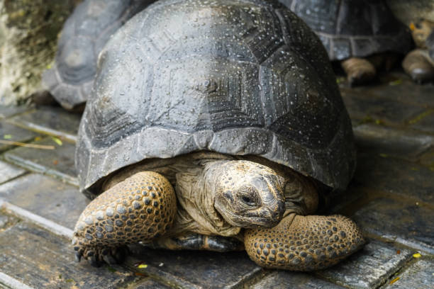 istock Land turtle, Cute tortoise, Sulcata tortoise, African spurred tortoise. 1800516198