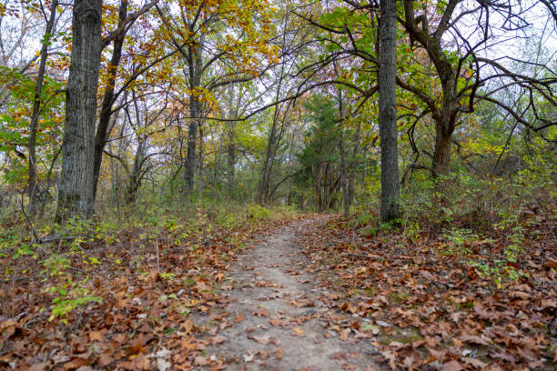 istock Hiking Trail in the woods 1800517275