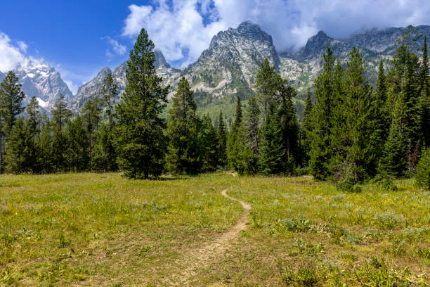 The photo captures the stunning and serene landscape of the Grand Teton National Park, where a grassy green area invites the viewer to walk and enjoy the scenery. The photo shows a path that leads to an evergreen forest, creating a contrast and harmony with the snowy peaks of the Teton Range and the blue sky and white fluffy clouds in the background.