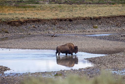 A bison, one of the largest and most iconic animals in Yellowstone National Park, walks through a shallow river bed in Lamar Valley. The bison’s thick fur and hump help it survive the harsh winters and predators in the park.