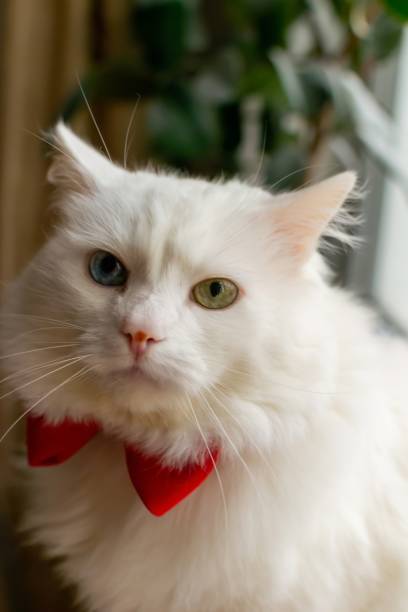 istock A white Turkish Angora cat with different eyes in a red bow tie. Sitting a white cat with blue and yellow eyes. White cat with different color eyes. Adorable domestic pets, heterochromia. High quality photo 1800522566