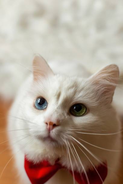 istock A white Turkish Angora cat with different eyes in a red bow tie. Sitting a white cat with blue and yellow eyes. White cat with different color eyes. Adorable domestic pets, heterochromia. High quality photo 1800523599