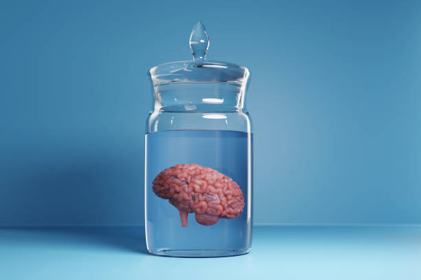 menschliches gehirn in einem glas mit konservierungslösungen auf blauem hintergrund. veranschaulichung des konzepts der konservierung von präparaten für wissenschaftliche studien und die anatomie des menschlichen körpers - brain human spine brain stem cerebellum stock-fotos und bilder
