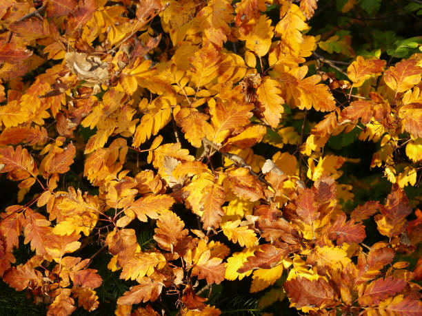 Yellow and brown autumn leaves as wallpaper stock photo