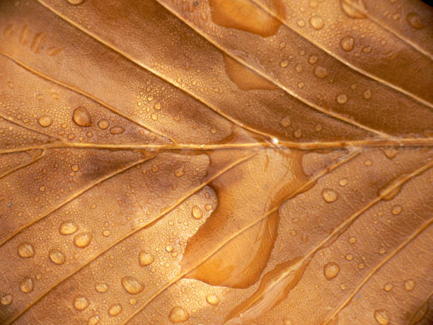 Raindrops on the brown leaf stock photo