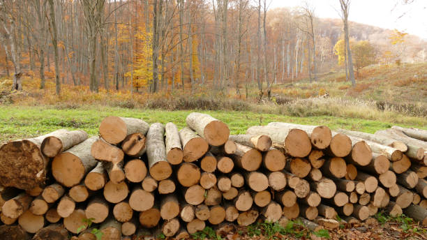 Timber wood in the Matra mountains in Hungary in the autumn stock photo