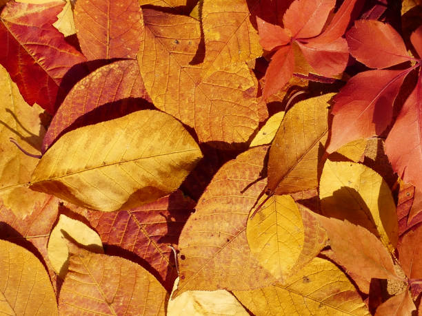Natural autumn leaves background stock photo
